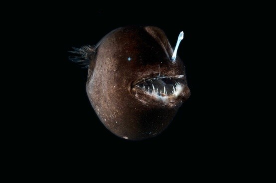 Photo:  Deepsea anglerfish